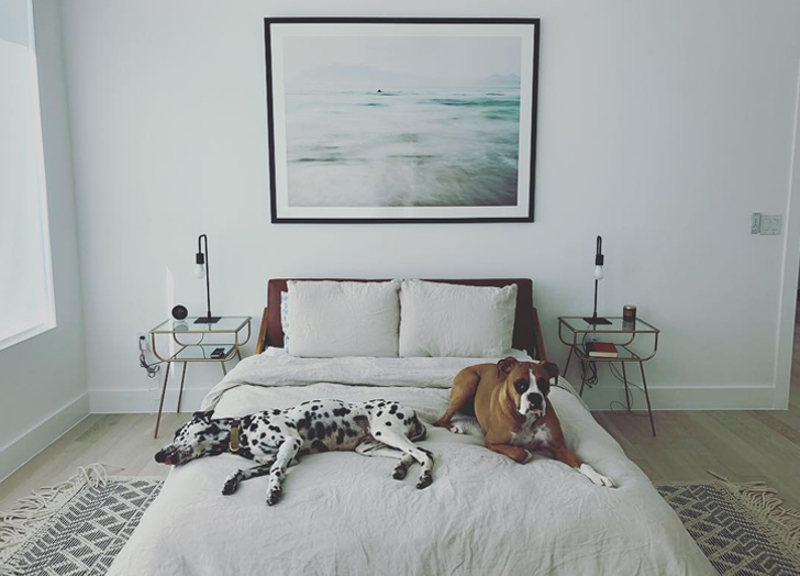 dogs in bed
