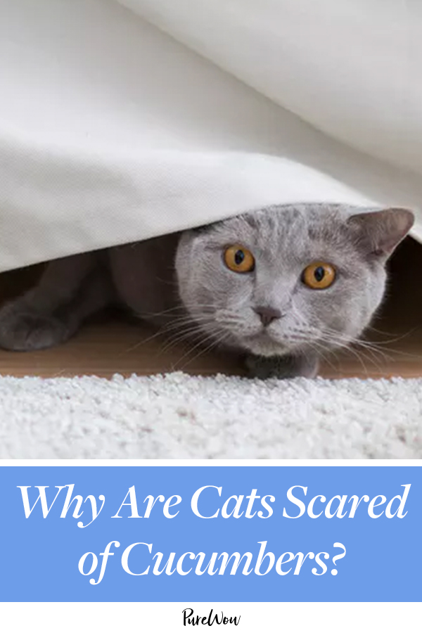 Why Are Cats Scared of Cucumbers and Other Curiousities