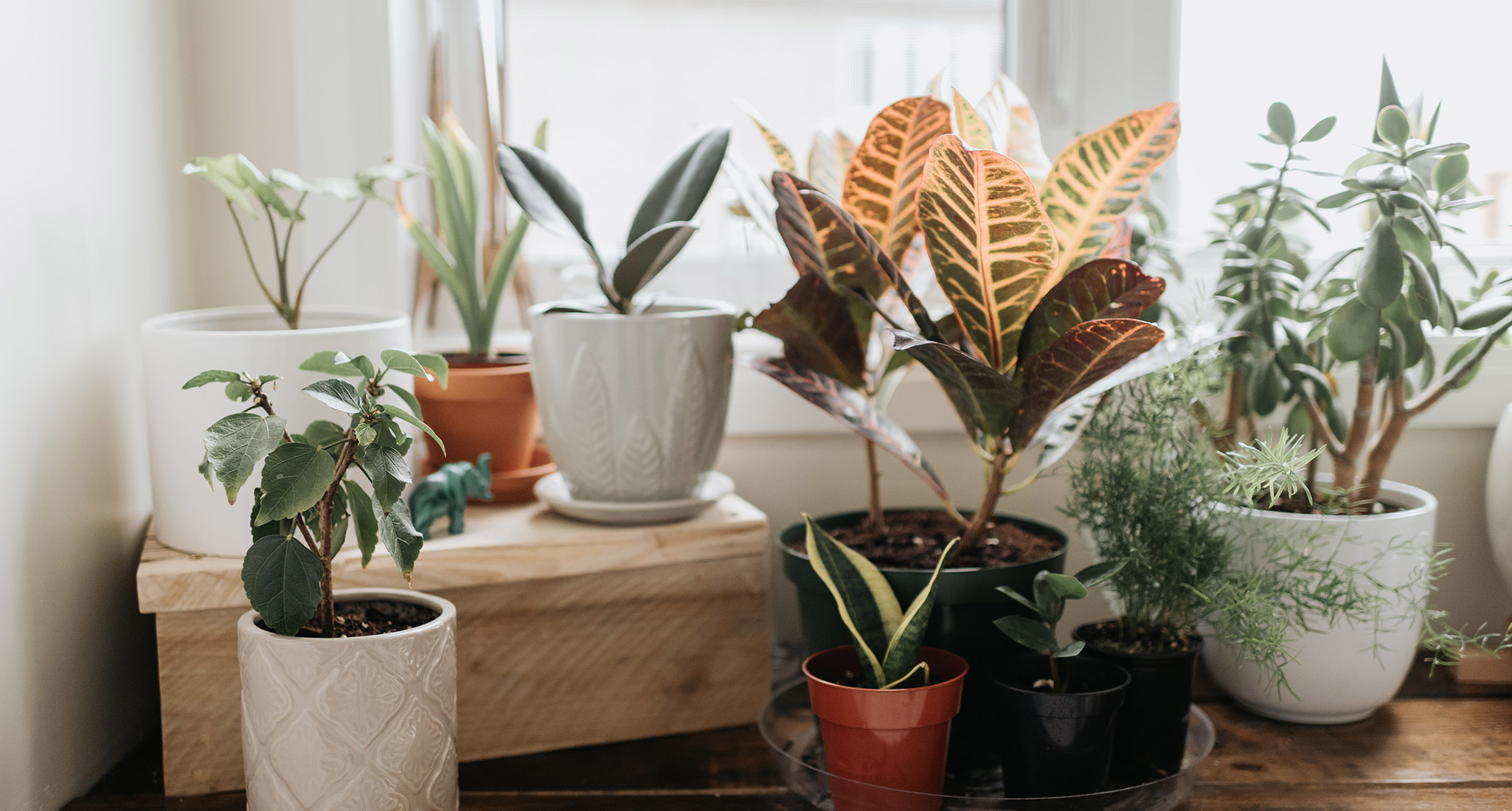 houseplants universal